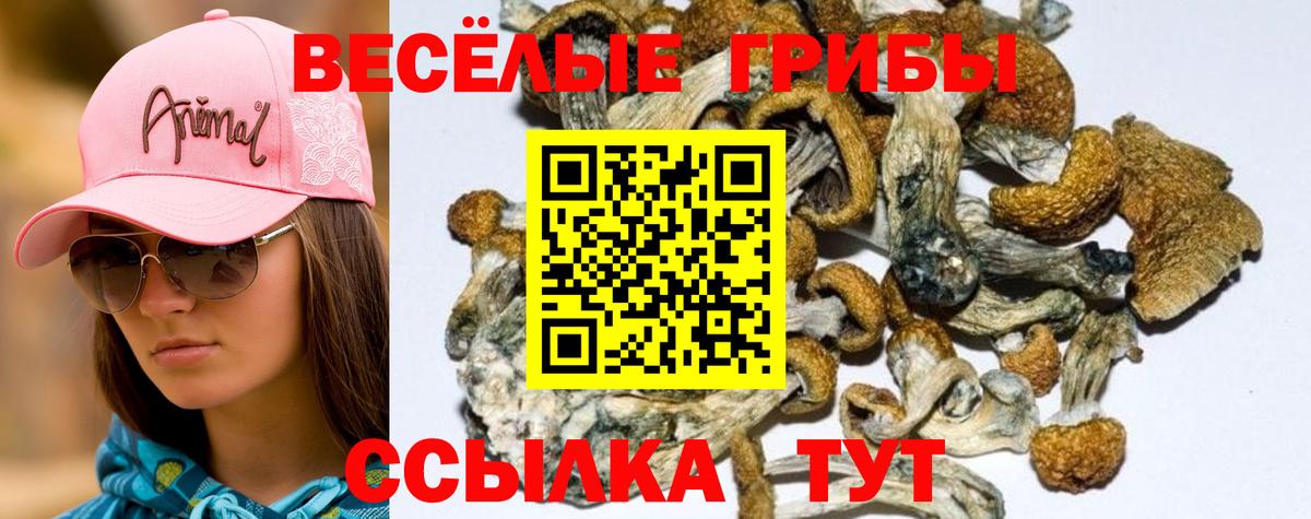 хочу наркоту  Вход с VPN  Братск  Псилоцибиновые грибы прущие грибы 